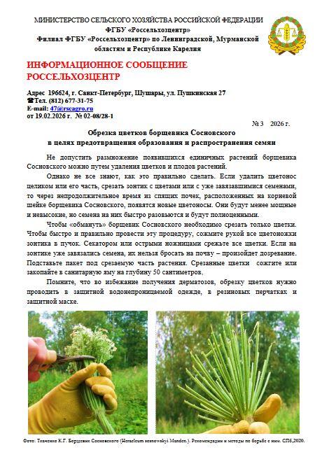 Обрезка цветков борщевика