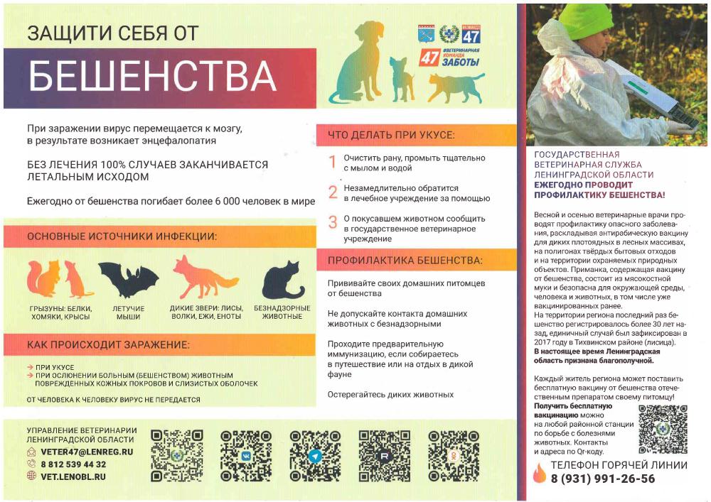 Бешенство